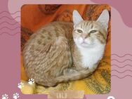 Liebe Katze Lulu sucht ihr Körbchen - Lalendorf