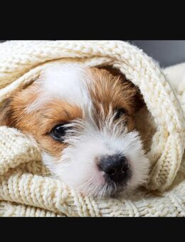 Einen Hund für Mama - Buttstädt