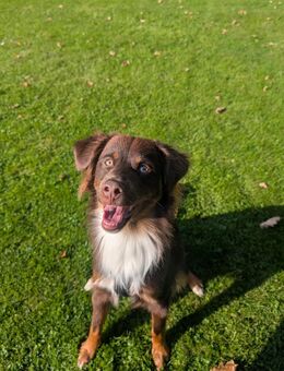 Mini Australien Shepard Rüde 1 Jahr alt - Ochtrup