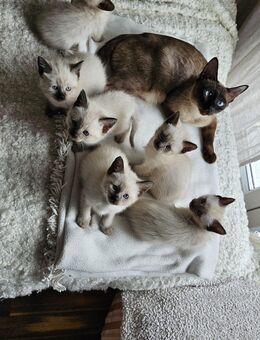Seal Point Siam Kitten - Gelnhausen