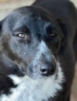Motte ist ein Seelenhund 🐾 - Elsdorf (Nordrhein-Westfalen)