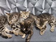 BKH Mix Katzenbabys zu verkaufen - Reichshof