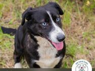 Chip 132283: Sucht ein Zuhause - Kirchzell