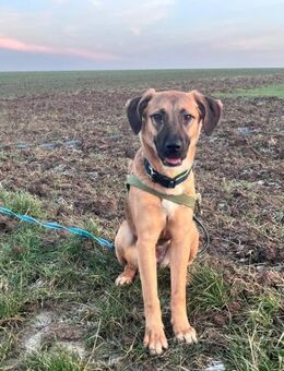 Lili Maus wartet in BY auf Zuhause - Augsburg