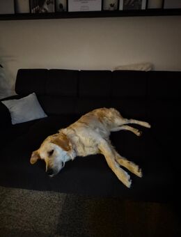 Golden retriever 2 jahre alt weiblich - Weiden (Oberpfalz) Zentrum