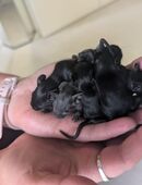 junge Degus ab 02/2026 in 12524