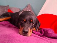 Rottweiler-Mix Mojo sucht Hundeerfahrenes Zuhause - Walsrode