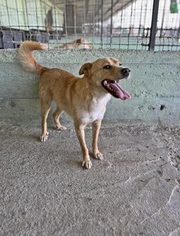 Leo 2, super freundlich - Bonndorf (Schwarzwald)