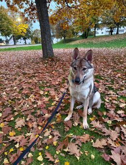 Ocean – Czechoslovakian wolf dog with pedigree looking for a new home - Baumholder