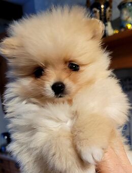 Zwergspitz Pomeranian Welpen- bunte Truppe- - Dorsten