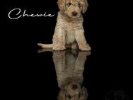 F1b Labradoodle Welpen - Uelzen