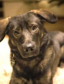 Bruno - der liebevolle Beschützer - Elsdorf (Nordrhein-Westfalen)