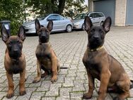 Malinois Welpen - Paderborn