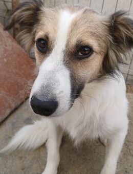 💜Herziges Welpenmädchen Anna💜 - Eislingen (Fils)