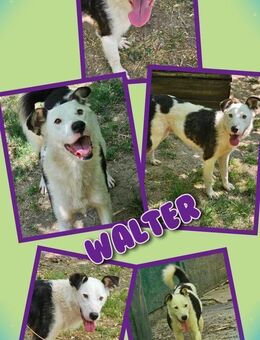 lieber Rüde Walter sucht Zuhause - Nürnberg