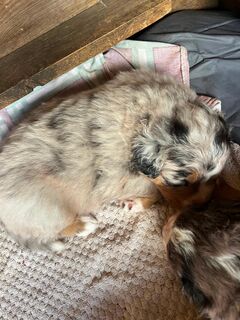 BernerAussie