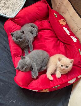 Bkh kitten - Werlte