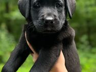 Reinrassige Labrador Welpen dürfen ab sofort Ausziehen - Bad Münstereifel