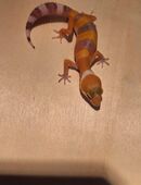 Hübsche Patternless/Tremper Leopardgecko NZ25 in 40764