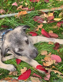 Jolene und Viktor suchen ein zuhause - Gütersloh