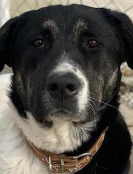 Thanio, geb. ca. 06/2020, Griechenland - Markdorf