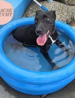 Süße POPI sucht Für-Immer-Zuhause❤️ - Saarbrücken