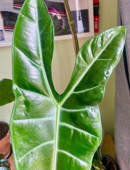 Alocasia Longiloba Jungpflanze in Stratum Perlite - Berlin