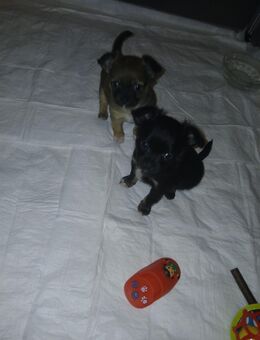 Noch 2 Mini Chiuhuahua welpen langhaar rüden - Bad Kissingen Zentrum