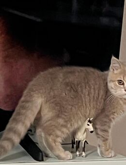 Bkh Kater Filou Lilac tabby 13 Wochen und Mega verschmust sucht sofort neue Eltern - Bottrop