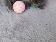 Süße Perser Katze - Essen