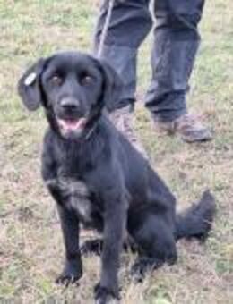 Malia - gerne zu Familie mit Kids - Alfdorf