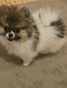 Süßer Pommeranian welpe - Hamburg