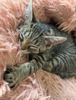 2 bezaubernde Liebe, wunderschöne Kitten, suchen ein für immer zu Hause - Langenlonsheim