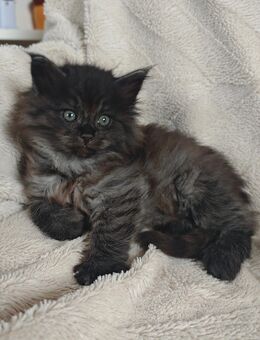 Norwegische Waldkatze Kitten - Kalefeld