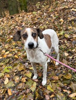 CSIRI-BE süsse Hündin sucht Familie - Neustadt (Rübenberge)