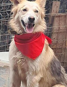 Ronja suche Menschen mit Herz - Langenhagen