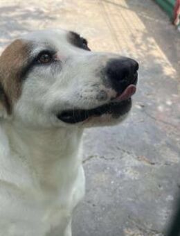 Louan - sooo ein Lieber - Dreikirchen