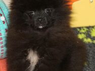 Yulie unsere kleine Pomeranian Zwergspitz Hündin Welpe mit Papieren kann ins neue Heim ziehen - Eichenzell
