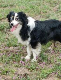 Der sensible Swain sucht dich - Heinsberg