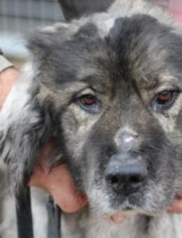 Bo - verschmust u. zutraulich - Lohra