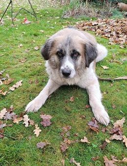 Bruno sanfter Riese sucht dringend - Großefehn