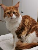 Mainecoon Deckkater red-cl.tabby.white(Stammbaum) in 85055