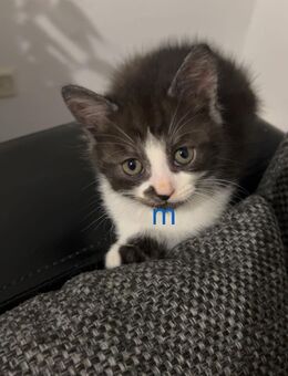 Babykatzen suchen ein liebevolles Zuhause - Wiesbaden