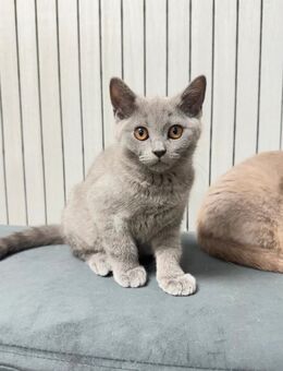 Britisch Kurzhaar Kitten nur an Haushalt mit vorhandener Katze abzugeben! - Niederdorfelden
