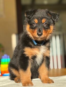 Australien Shepherd x Altdeutscher Hütehund Welpen - Recklinghausen