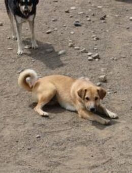 Lotti sucht eine Pflegestelle - Celle