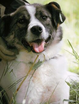 Sozialer ZEUS leidet sehr im Shelter 🍀♥ - München
