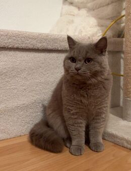 Reinrassiger BKH kater kastriert 10 Monate alt Lilac grau blau Britisch Kurzhaar katze - Hamm