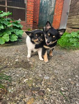 Liebe kleine Chihuahua Welpen zu vergeben - Emsdetten