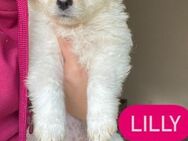 Littel Lilly ... - Grevenbroich